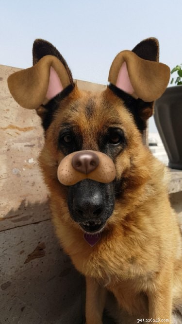 44 Pets That Won t Be Won Over by Snapchat Filters
