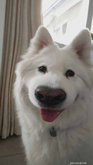 44 Pets That Won t Be Won Over by Snapchat Filters