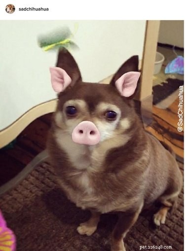 44 Pets That Won t Be Won Over by Snapchat Filters