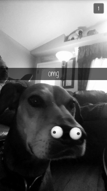 44 Pets That Won t Be Won Over by Snapchat Filters