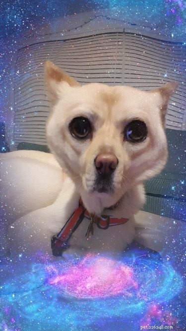 44 Pets That Won t Be Won Over by Snapchat Filters