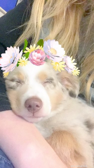 44 Pets That Won t Be Won Over by Snapchat Filters