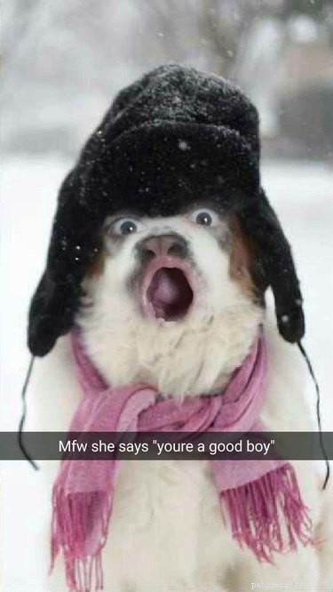 44 Pets That Won t Be Won Over by Snapchat Filters