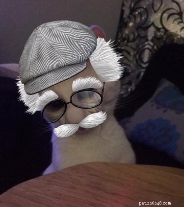 44 Pets That Won t Be Won Over by Snapchat Filters