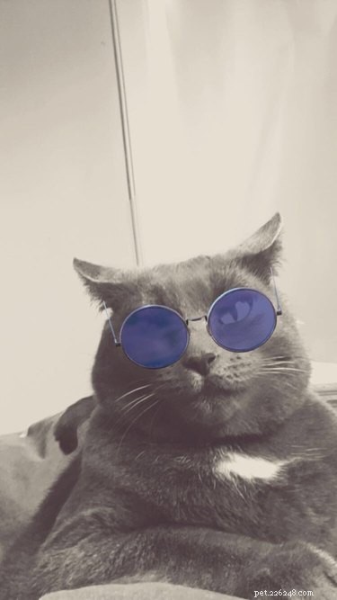 44 Pets That Won t Be Won Over by Snapchat Filters