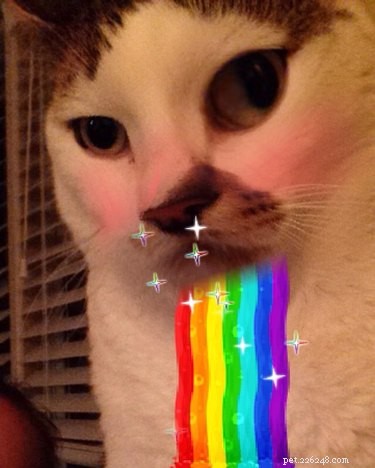 44 Pets That Won t Be Won Over by Snapchat Filters