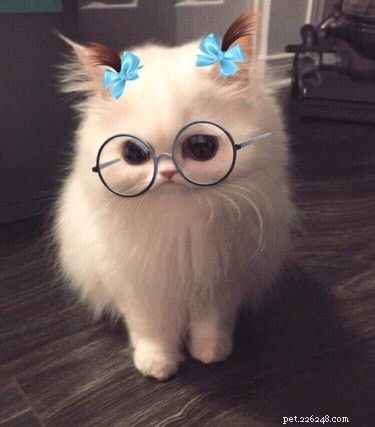 44 Pets That Won t Be Won Over by Snapchat Filters