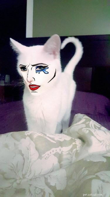 44 Pets That Won t Be Won Over by Snapchat Filters
