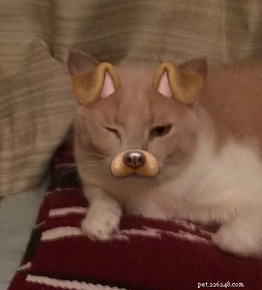 44 Pets That Won t Be Won Over by Snapchat Filters
