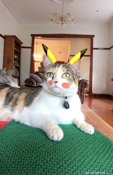 44 Pets That Won t Be Won Over by Snapchat Filters
