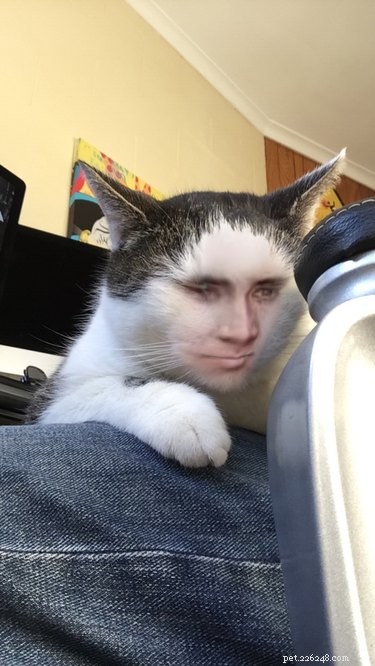 44 Pets That Won t Be Won Over by Snapchat Filters