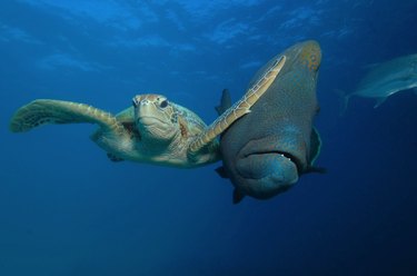 The Comedy Wildlife Photography Awards Reveal the Year’s Funniest Animal Photos