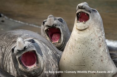 The Comedy Wildlife Photography Awards Reveal the Year’s Funniest Animal Photos