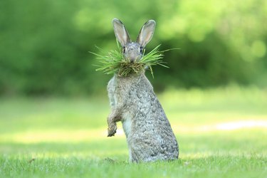 The Comedy Wildlife Photography Awards Reveal the Year’s Funniest Animal Photos