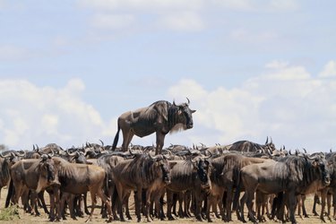 The Comedy Wildlife Photography Awards Reveal the Year’s Funniest Animal Photos