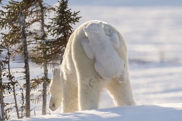 The Comedy Wildlife Photography Awards Reveal the Year’s Funniest Animal Photos
