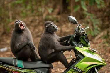 The Comedy Wildlife Photography Awards Reveal the Year’s Funniest Animal Photos