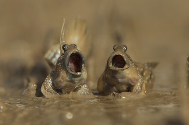 The Comedy Wildlife Photography Awards Reveal the Year’s Funniest Animal Photos