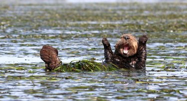 The Comedy Wildlife Photography Awards Reveal the Year’s Funniest Animal Photos
