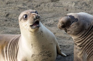 The Comedy Wildlife Photography Awards Reveal the Year’s Funniest Animal Photos