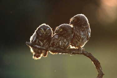 The Comedy Wildlife Photography Awards Reveal the Year’s Funniest Animal Photos