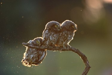 The Comedy Wildlife Photography Awards Reveal the Year’s Funniest Animal Photos
