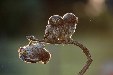 The Comedy Wildlife Photography Awards Reveal the Year’s Funniest Animal Photos