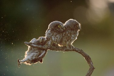 The Comedy Wildlife Photography Awards Reveal the Year’s Funniest Animal Photos