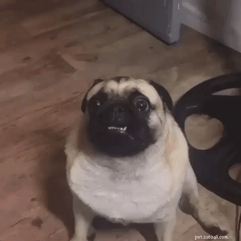 18 Animals That Understand Your Holiday Stress (and Bring You Cheer)