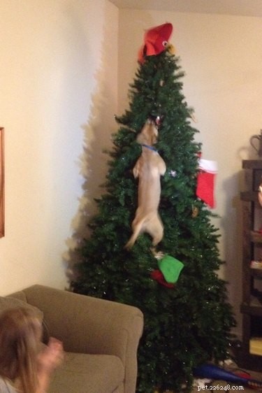 18 Animals That Understand Your Holiday Stress (and Bring You Cheer)