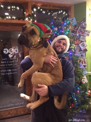 18 Animals That Understand Your Holiday Stress (and Bring You Cheer)