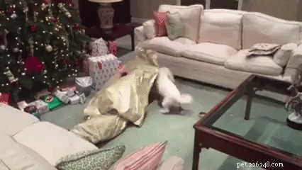 18 Animals That Understand Your Holiday Stress (and Bring You Cheer)