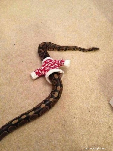 18 Animals That Understand Your Holiday Stress (and Bring You Cheer)