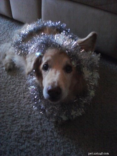 18 Animals That Understand Your Holiday Stress (and Bring You Cheer)