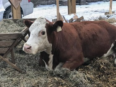 Philadelphia Police Round Up Cow That Escaped Nativity Scene Twice