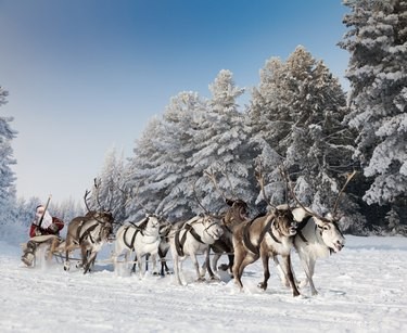 Scientific Analysis Reveals All of Santa’s Reindeer Are Female, Twitter User Cat Reynolds Shares Findings