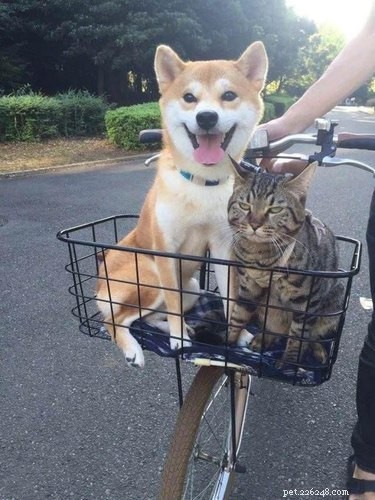 33 Hilarious Pet Photos That Will Have You Laughing