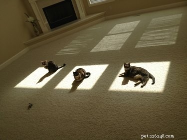 18 Solar-Powered Pets That Stay Fully Charged—Eco-Friendly Innovation for Your Furry Friends