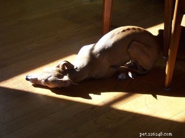 18 Solar-Powered Pets That Stay Fully Charged—Eco-Friendly Innovation for Your Furry Friends