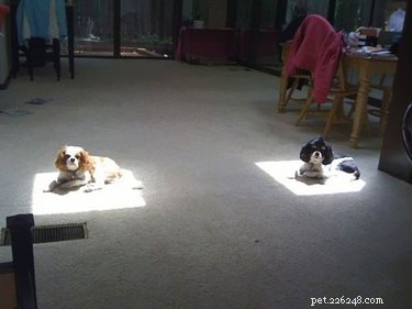 18 Solar-Powered Pets That Stay Fully Charged—Eco-Friendly Innovation for Your Furry Friends