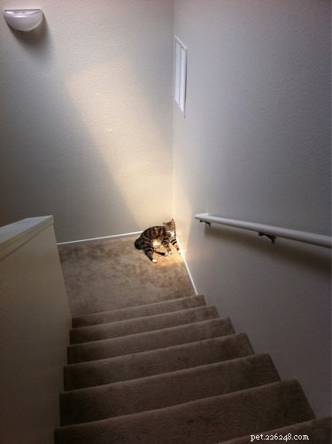 18 Solar-Powered Pets That Stay Fully Charged—Eco-Friendly Innovation for Your Furry Friends