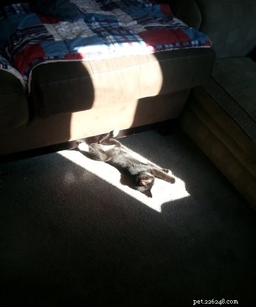 18 Solar-Powered Pets That Stay Fully Charged—Eco-Friendly Innovation for Your Furry Friends