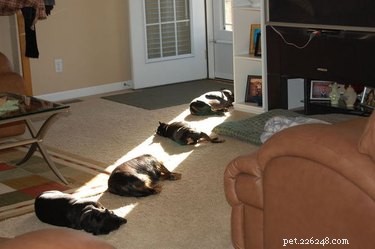 18 Solar-Powered Pets That Stay Fully Charged—Eco-Friendly Innovation for Your Furry Friends