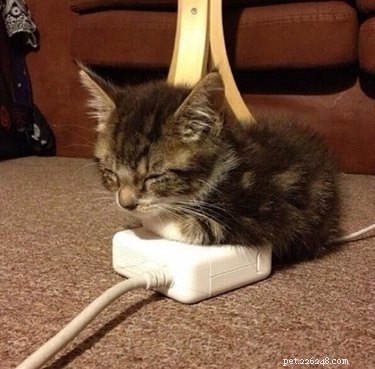 18 Solar-Powered Pets That Stay Fully Charged—Eco-Friendly Innovation for Your Furry Friends