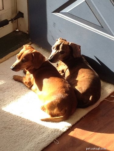 18 Solar-Powered Pets That Stay Fully Charged—Eco-Friendly Innovation for Your Furry Friends