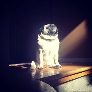 18 Solar-Powered Pets That Stay Fully Charged—Eco-Friendly Innovation for Your Furry Friends