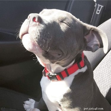 18 Solar-Powered Pets That Stay Fully Charged—Eco-Friendly Innovation for Your Furry Friends