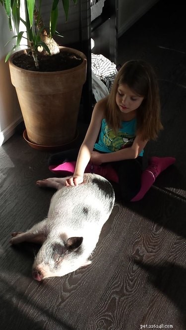 18 Solar-Powered Pets That Stay Fully Charged—Eco-Friendly Innovation for Your Furry Friends