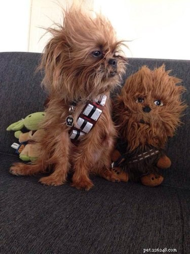 29 Pets That Truly Bring the Force to Life