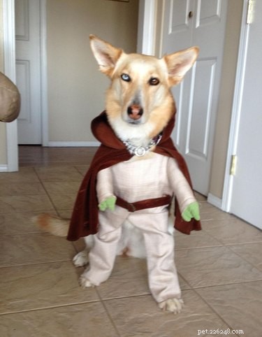 29 Pets That Truly Bring the Force to Life